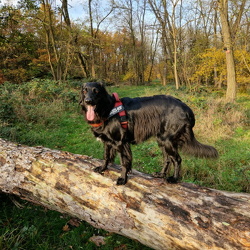 Hunderunde